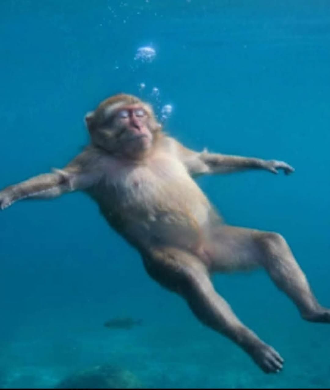 Monkey drowning in a pool
