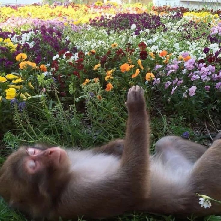 Monkey in a field