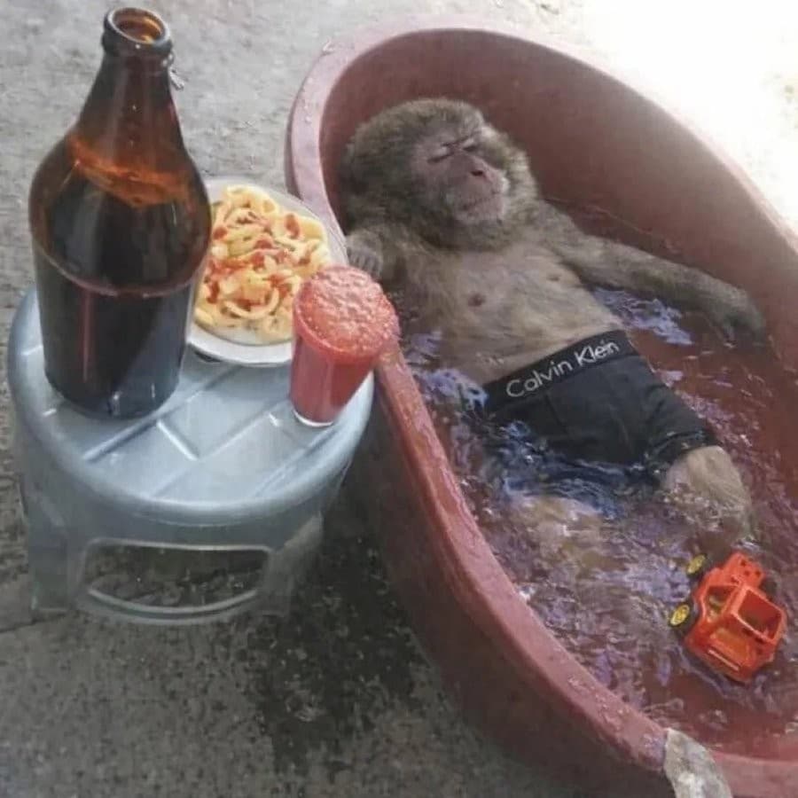 Monkey relaxing in a tub
