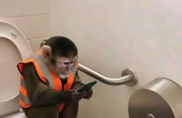 Monkey using a phone in a bathroom