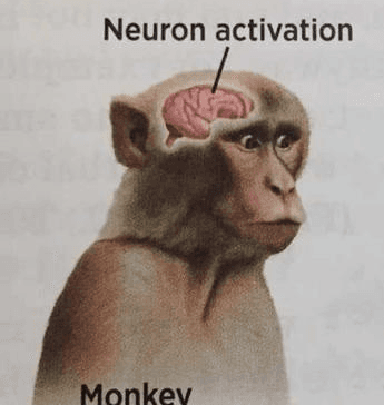 neuron activation meme template image.
