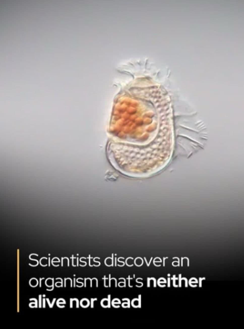 Organism that's neither alive nor dead meme template