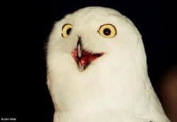 Orly Owl