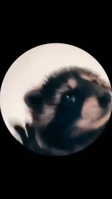 Pedro the Raccoon