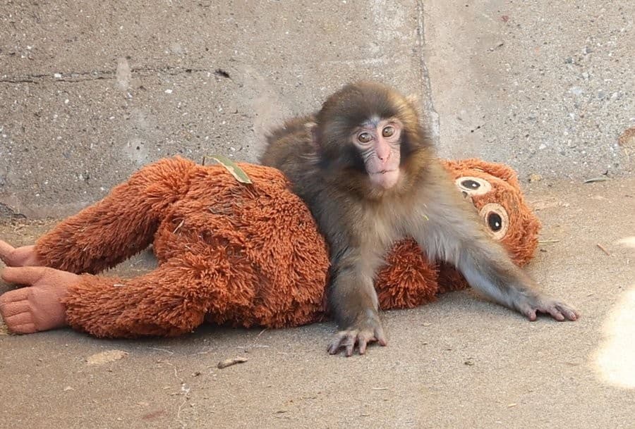 Punch playing with Plushie
