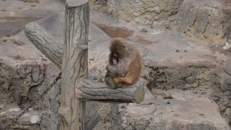 Punch the monkey being huged
