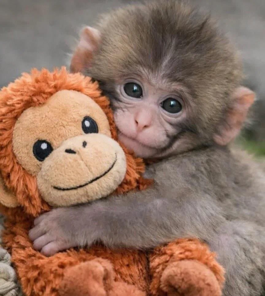 Punch the monkey hugging Plushie
