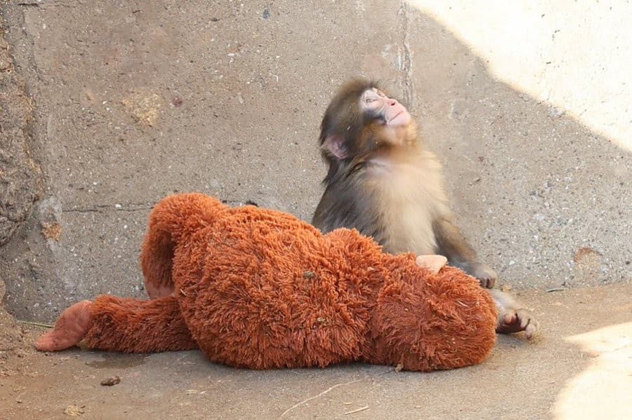 Punch the monkey looking up in the sky Meme Template