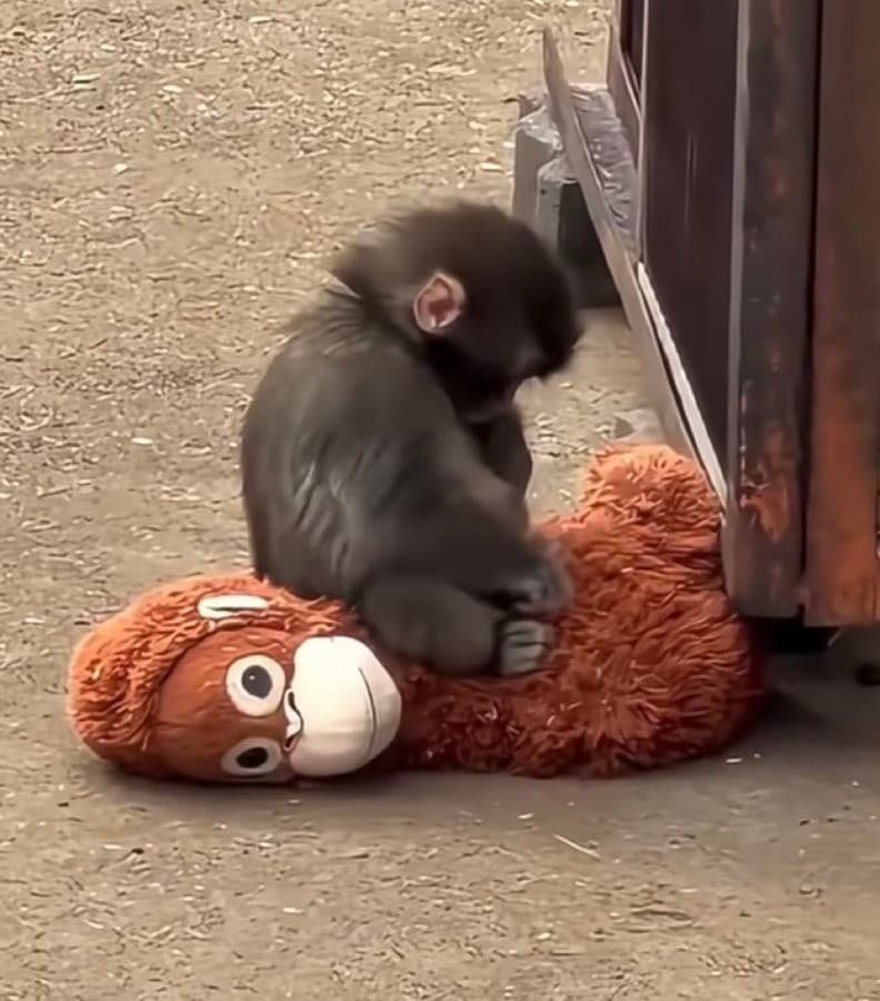 Punch the monkey sad