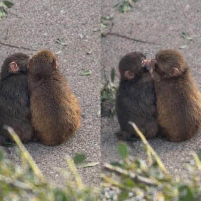 Punch the monkey with his girlfriend