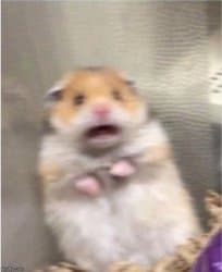 Scared Hamster