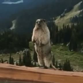 Standing Marmot on Log