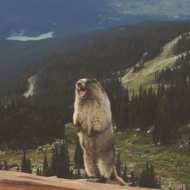 Screaming Marmot