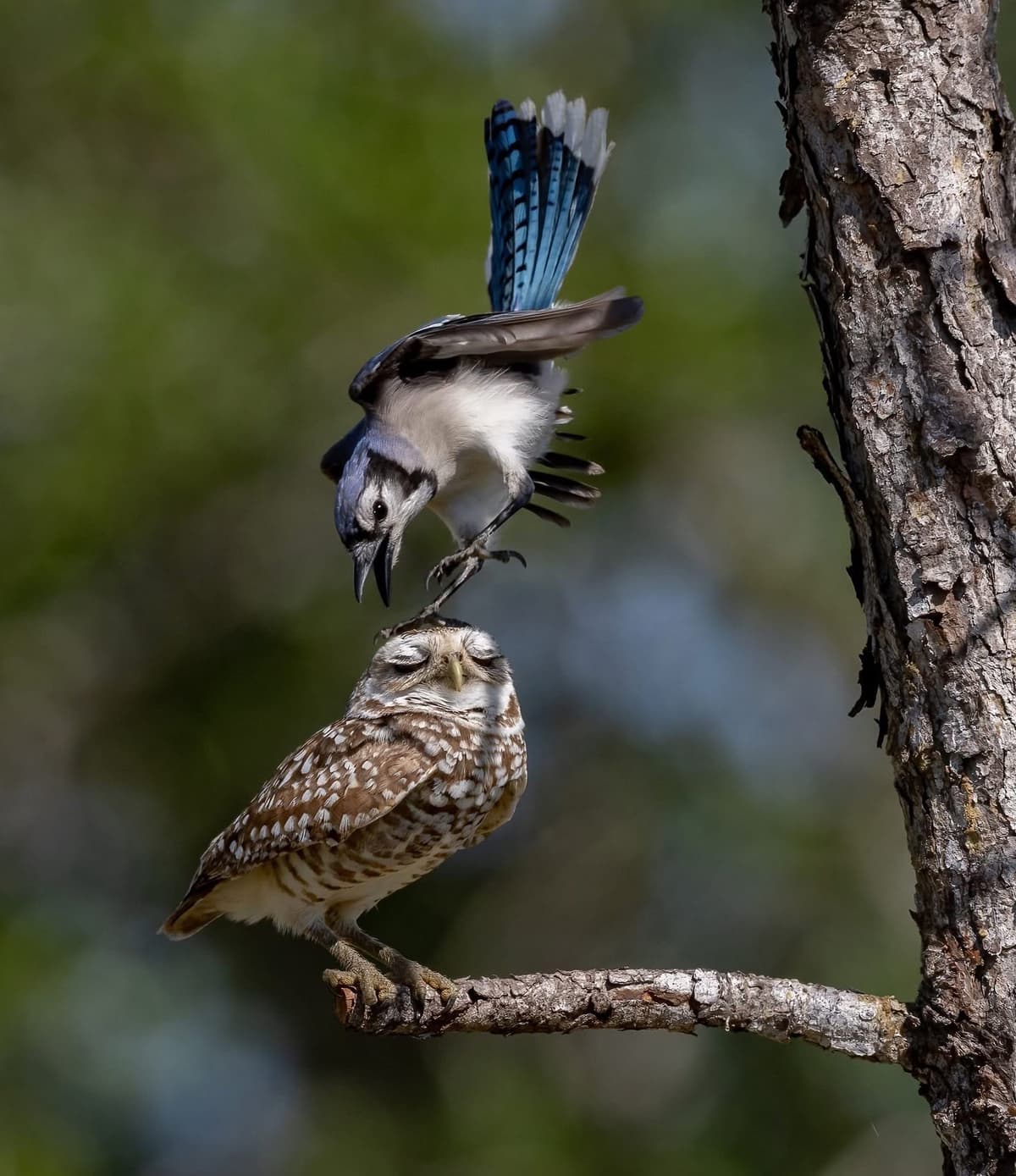 Screeching Blue Jay and Owl meme template