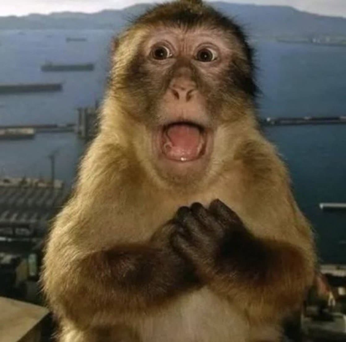 Shocked Monkey meme template