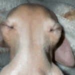 Extreme close-up of a tan dog's face shot with a wide-angle lens, distorting its eyes to the far edges of the frame and giving it a surreal, hammerhead-like appearance.