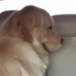 A golden retriever puppy in profile inside a car, chin resting on the door panel, looking out the window with a sad, contemplative expression.