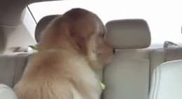 Smiling Evil Dog