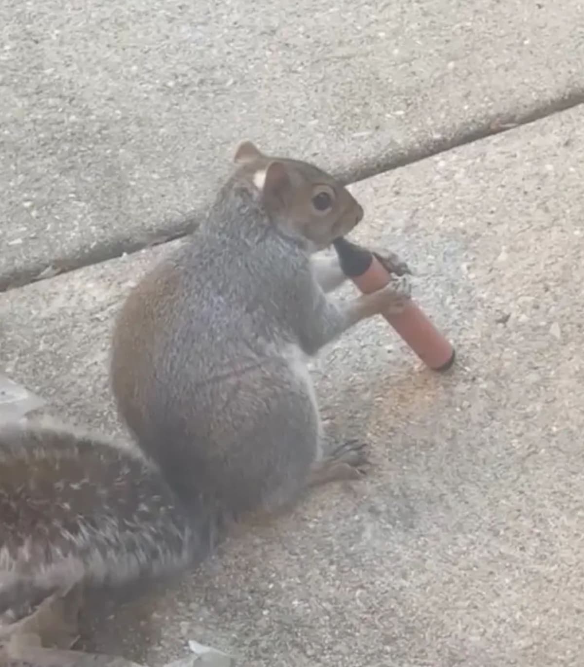 Squirrels vaping meme template