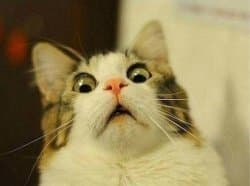 Surprised Cat