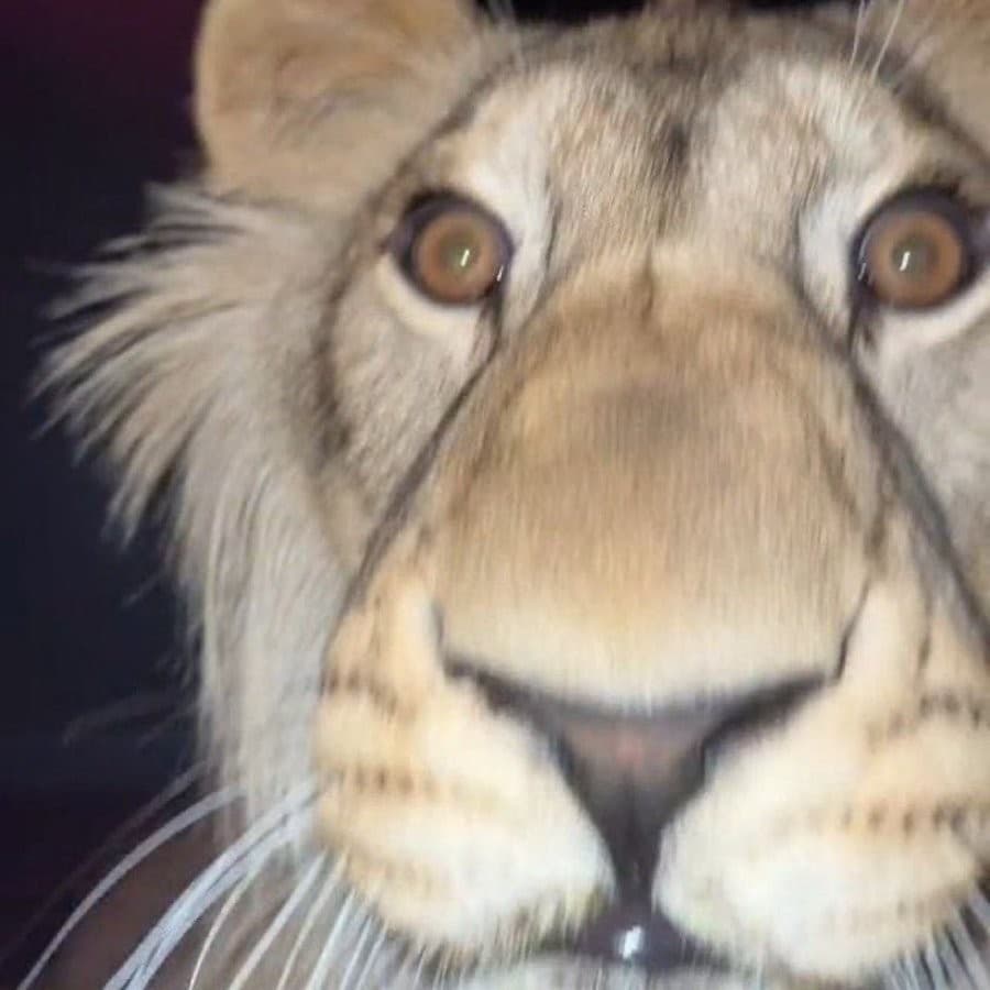 The Lion close up image Meme Template