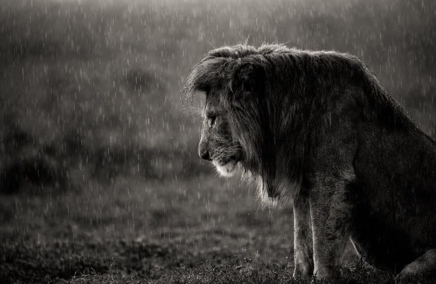 The sad lion Meme Template