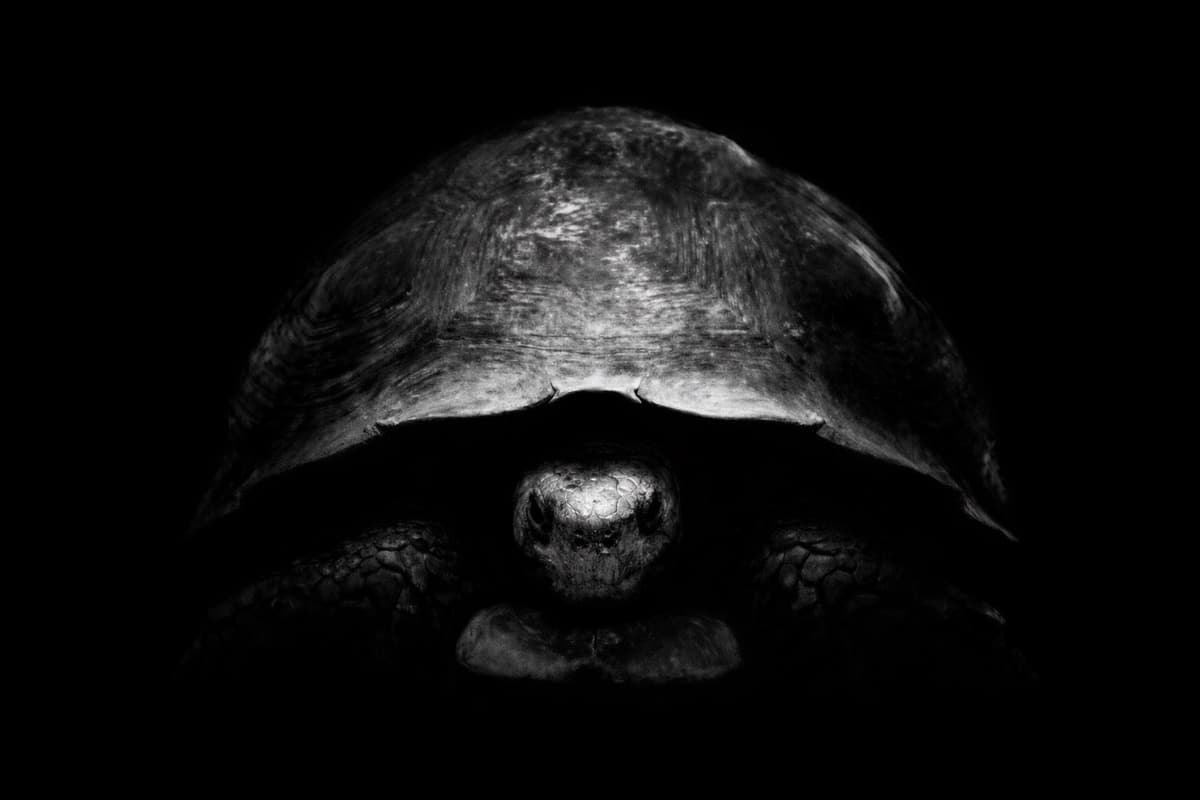 The turtle meme template