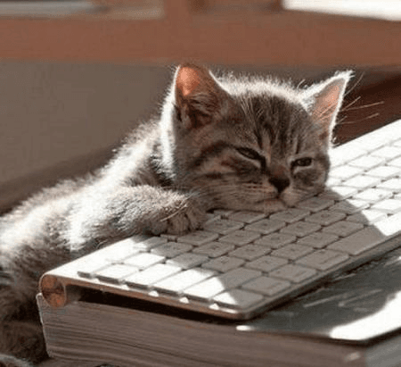 Tired Cat