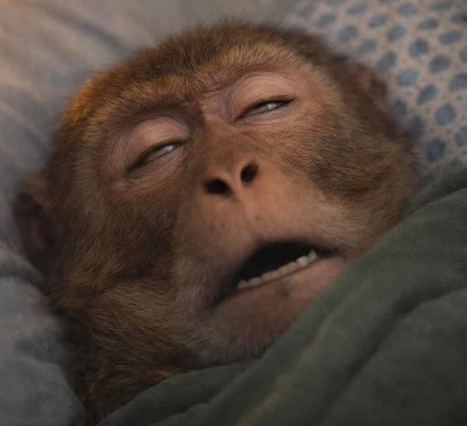 Tired monkey dozing in bed