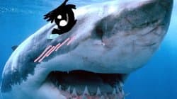 Tsundere Shark