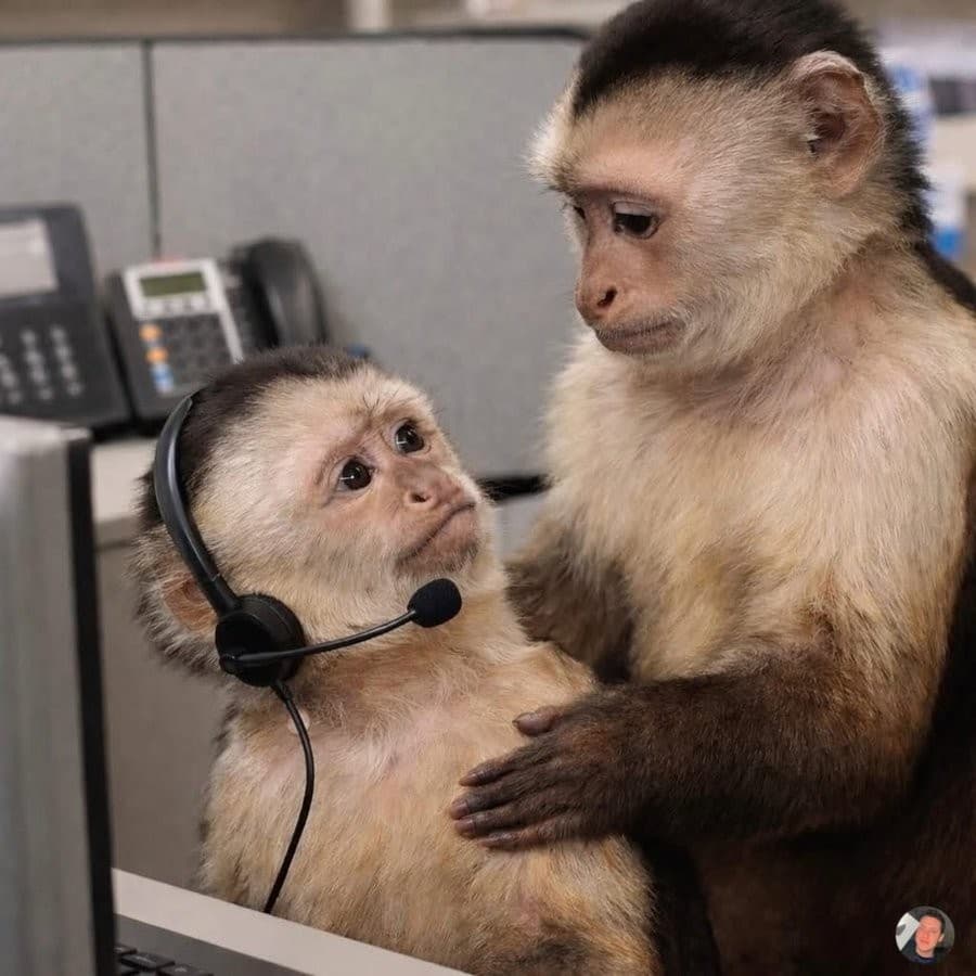 Two monkeys in an office