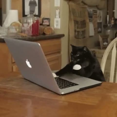 Typing Kitty