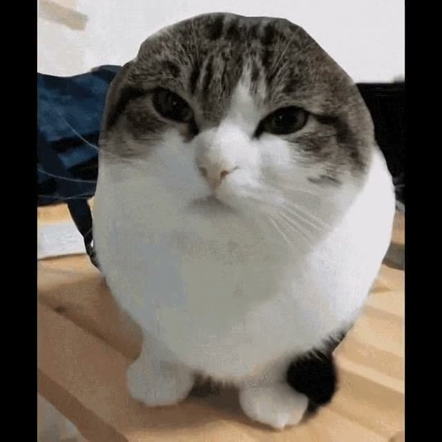 Wawa Cat