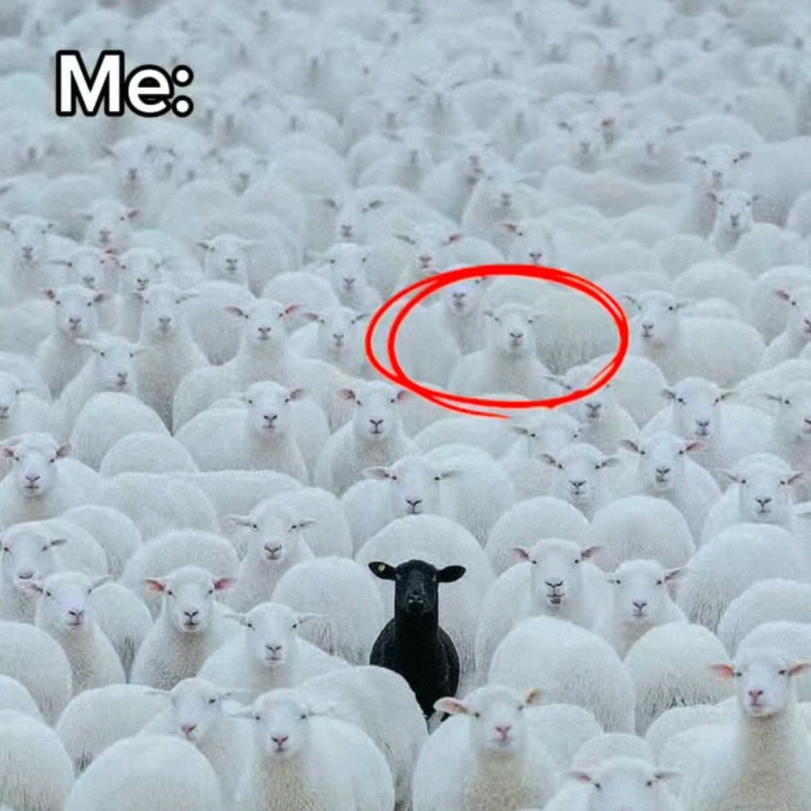 White sheep I am not special meme template