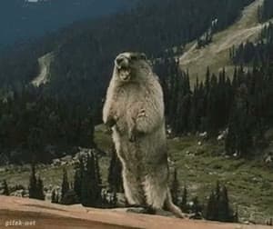 Standing Marmot