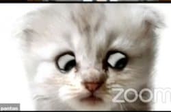 Zoom Cat Lawyer
