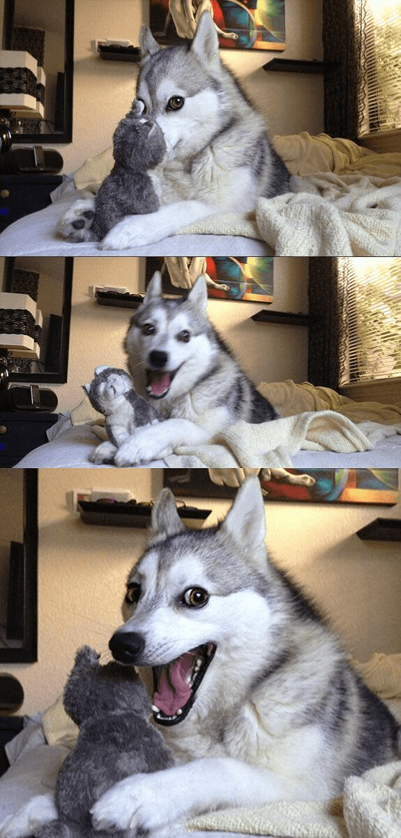 Three stacked photos show a gray-and-white husky holding a small gray plush toy, first looking serious, then smiling, and finally laughing with its mouth open.