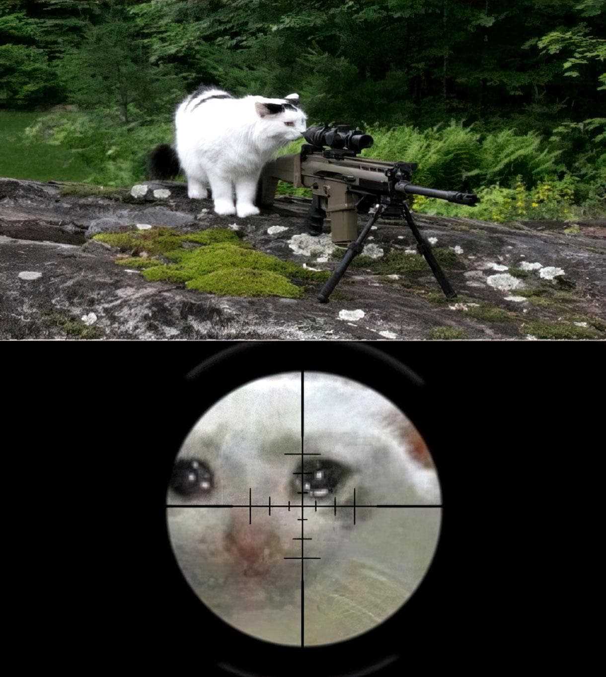 Cat Sniper Crying Cat Meme Template
