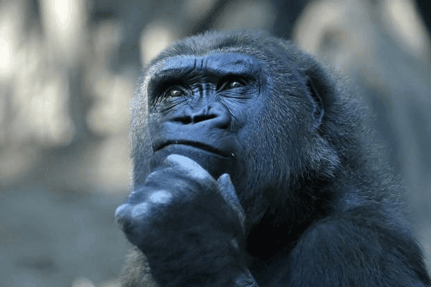Deep Thoughts Gorilla Meme Template