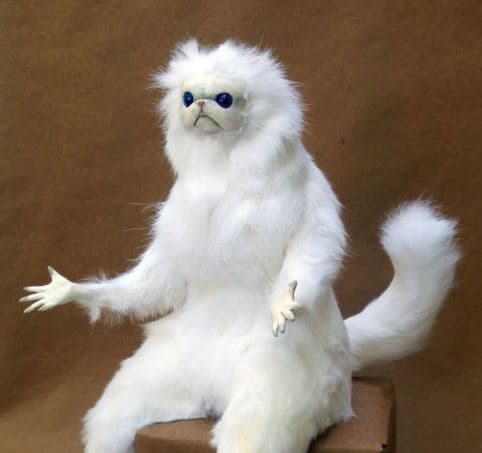 Persian White Monkey