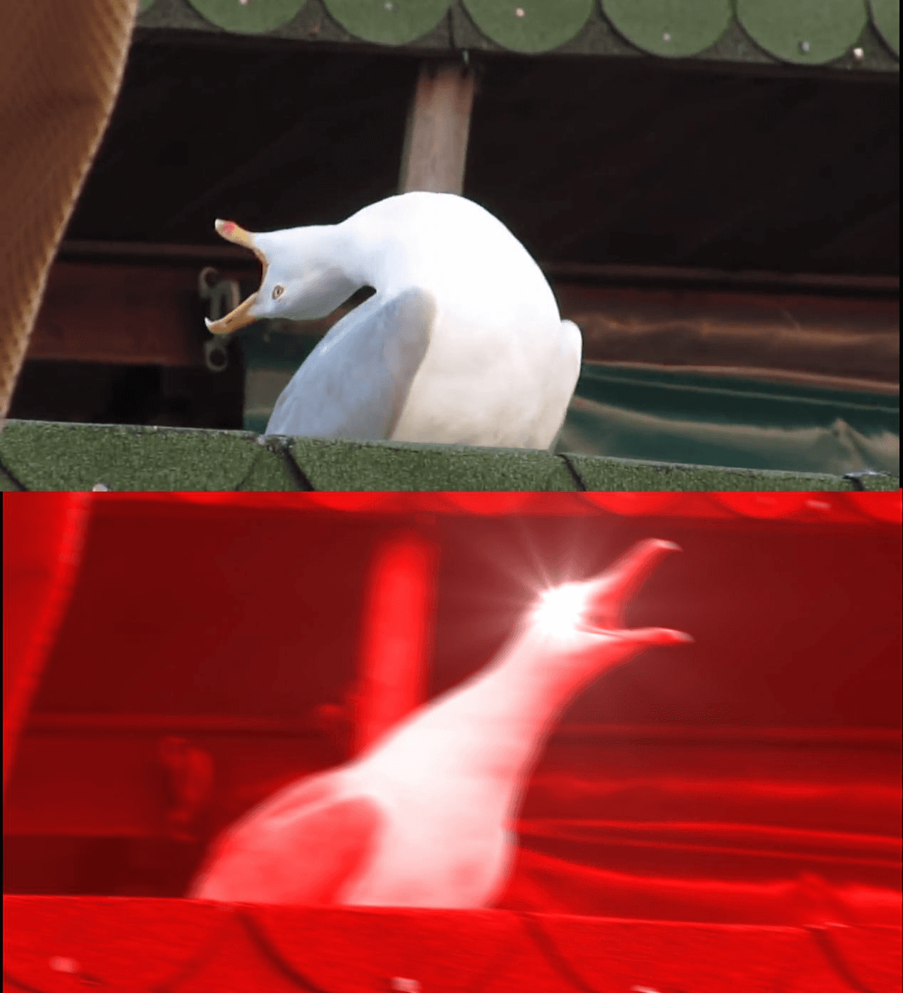 Screaming Bird Meme Template