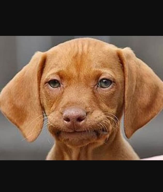 Straight face dog meme template image.