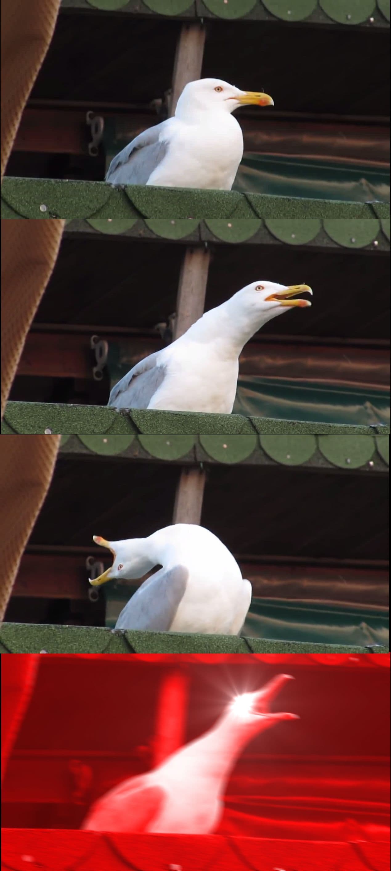 Attention Seagull Meme Template
