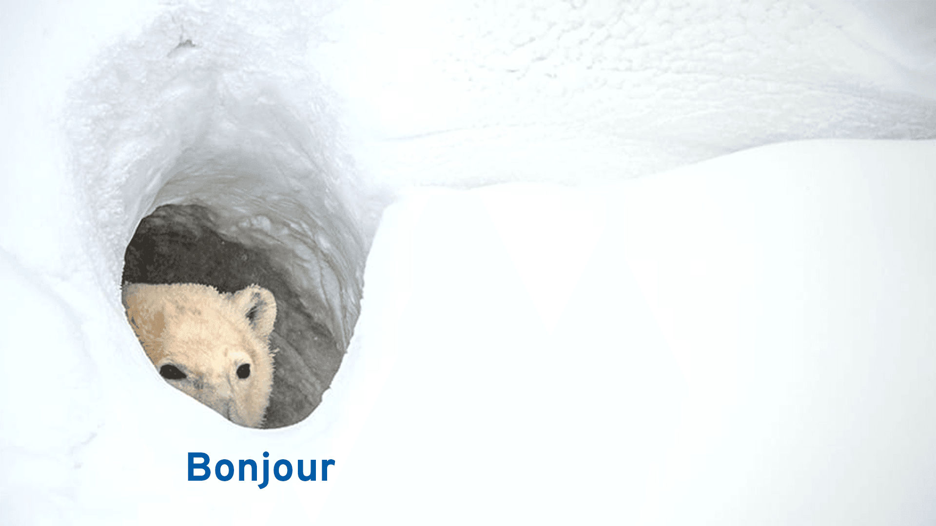 Bonjour Bear Meme Template