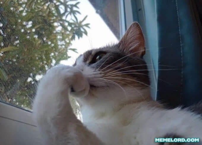 A white-and-gray cat sits by a window with one front paw pressed against its face, looking upward thoughtfully. Trees are visible outside, and a MEMELORD.COM watermark appears in the lower-right corner.