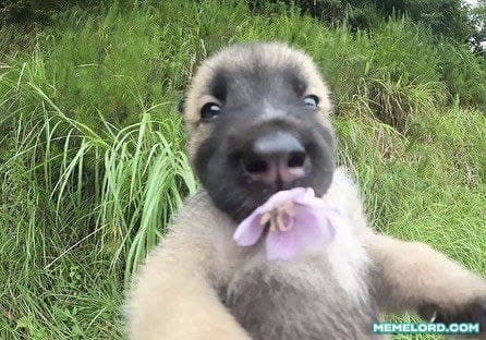 A fluffy tan-and-gray dog faces the camera in tall green grass while holding a small purple flower in its mouth.