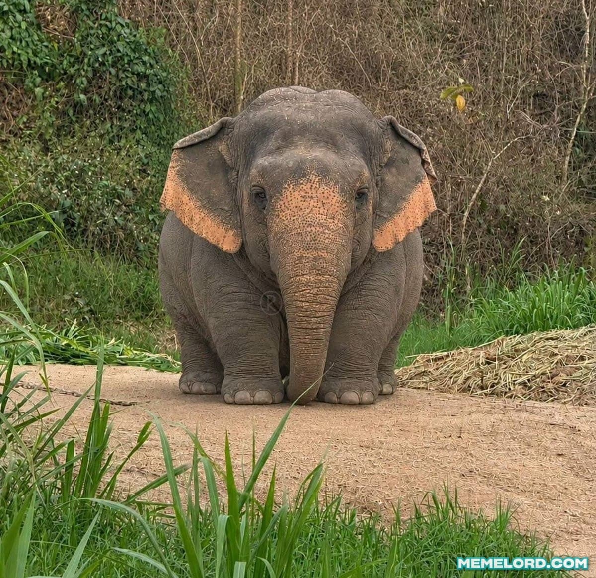 Chubby Elephant meme template