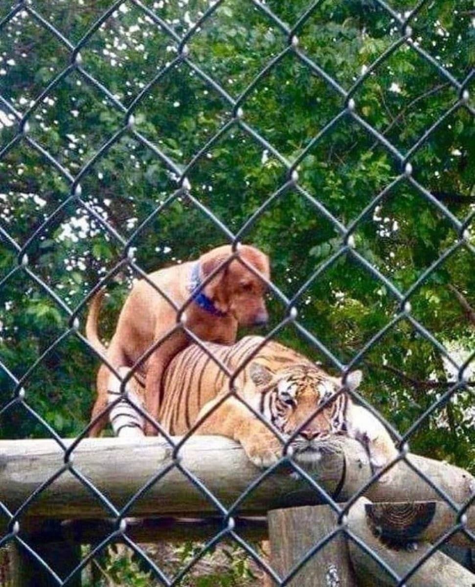 Dog humping a tiger