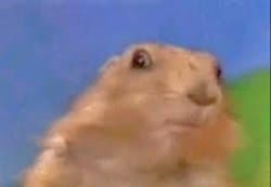 Dramatic Chipmunk Meme Template