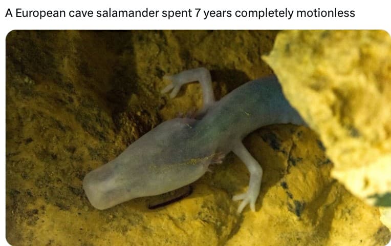 European cave salamander spent 7 years completely motionless meme template